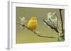 Yellow Warbler-Ken Archer-Framed Photographic Print