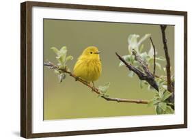 Yellow Warbler-Ken Archer-Framed Photographic Print