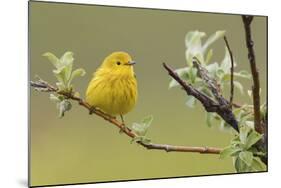 Yellow Warbler-Ken Archer-Mounted Photographic Print