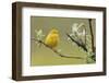 Yellow Warbler-Ken Archer-Framed Photographic Print