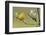 Yellow Warbler-Ken Archer-Framed Photographic Print