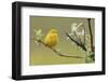 Yellow Warbler-Ken Archer-Framed Photographic Print