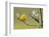 Yellow Warbler-Ken Archer-Framed Photographic Print