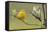 Yellow Warbler-Ken Archer-Framed Stretched Canvas