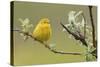 Yellow Warbler-Ken Archer-Stretched Canvas