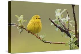 Yellow Warbler-Ken Archer-Stretched Canvas