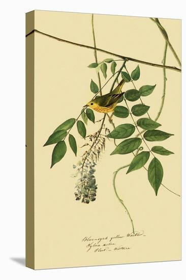 Yellow Warbler-John James Audubon-Stretched Canvas