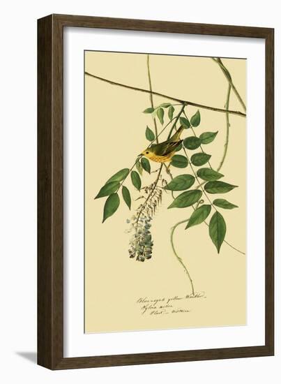 Yellow Warbler-John James Audubon-Framed Giclee Print