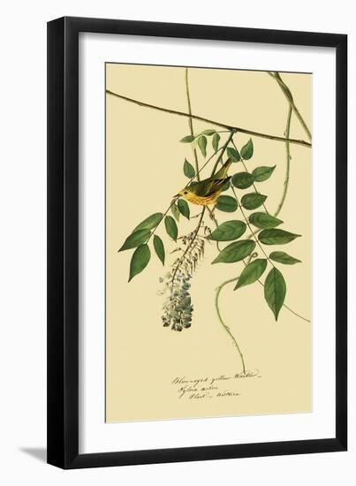 Yellow Warbler-John James Audubon-Framed Giclee Print