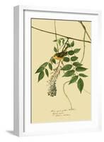 Yellow Warbler-John James Audubon-Framed Giclee Print