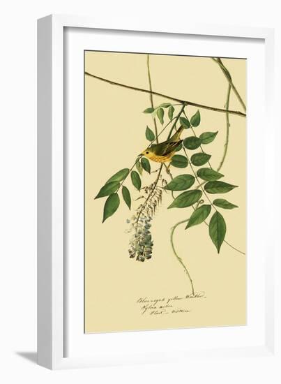 Yellow Warbler-John James Audubon-Framed Giclee Print