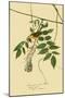 Yellow Warbler-John James Audubon-Mounted Giclee Print