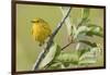 Yellow warbler-Ken Archer-Framed Photographic Print