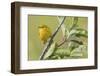 Yellow warbler-Ken Archer-Framed Photographic Print