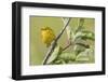 Yellow warbler-Ken Archer-Framed Photographic Print