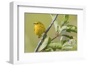 Yellow warbler-Ken Archer-Framed Photographic Print