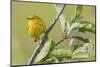 Yellow warbler-Ken Archer-Mounted Photographic Print