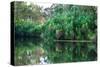 Yellow Water billabong and wetland, Kakadu National Park, UNESCO World Heritage Site, Northern Terr-Andrew Michael-Stretched Canvas