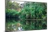 Yellow Water billabong and wetland, Kakadu National Park, UNESCO World Heritage Site, Northern Terr-Andrew Michael-Mounted Photographic Print