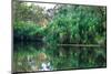 Yellow Water billabong and wetland, Kakadu National Park, UNESCO World Heritage Site, Northern Terr-Andrew Michael-Mounted Photographic Print