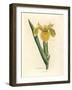 Yellow Water Flag, Iris Pseudocorus-James Sowerby-Framed Giclee Print