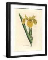 Yellow Water Flag, Iris Pseudocorus-James Sowerby-Framed Giclee Print