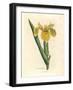 Yellow Water Flag, Iris Pseudocorus-James Sowerby-Framed Giclee Print