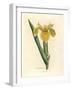 Yellow Water Flag, Iris Pseudocorus-James Sowerby-Framed Giclee Print