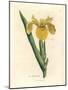 Yellow Water Flag, Iris Pseudocorus-James Sowerby-Mounted Giclee Print