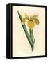 Yellow Water Flag, Iris Pseudocorus-James Sowerby-Framed Stretched Canvas