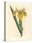 Yellow Water Flag, Iris Pseudocorus-James Sowerby-Stretched Canvas