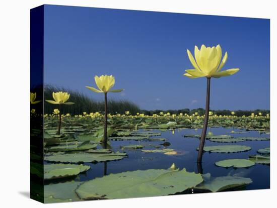 Yellow Water Lilies, in Bloom on Lake, Welder Wildlife Refuge, Sinton, Texas, USA-Rolf Nussbaumer-Stretched Canvas