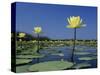 Yellow Water Lilies, in Bloom on Lake, Welder Wildlife Refuge, Sinton, Texas, USA-Rolf Nussbaumer-Stretched Canvas