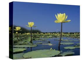 Yellow Water Lilies, in Bloom on Lake, Welder Wildlife Refuge, Sinton, Texas, USA-Rolf Nussbaumer-Stretched Canvas