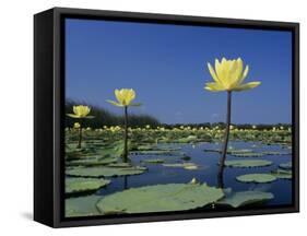 Yellow Water Lilies, in Bloom on Lake, Welder Wildlife Refuge, Sinton, Texas, USA-Rolf Nussbaumer-Framed Stretched Canvas