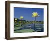 Yellow Water Lilies, in Bloom on Lake, Welder Wildlife Refuge, Sinton, Texas, USA-Rolf Nussbaumer-Framed Premium Photographic Print