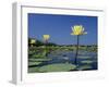 Yellow Water Lilies, in Bloom on Lake, Welder Wildlife Refuge, Sinton, Texas, USA-Rolf Nussbaumer-Framed Photographic Print