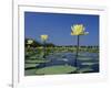 Yellow Water Lilies, in Bloom on Lake, Welder Wildlife Refuge, Sinton, Texas, USA-Rolf Nussbaumer-Framed Photographic Print