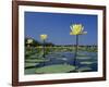 Yellow Water Lilies, in Bloom on Lake, Welder Wildlife Refuge, Sinton, Texas, USA-Rolf Nussbaumer-Framed Photographic Print