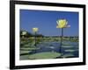 Yellow Water Lilies, in Bloom on Lake, Welder Wildlife Refuge, Sinton, Texas, USA-Rolf Nussbaumer-Framed Photographic Print