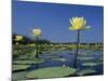 Yellow Water Lilies, in Bloom on Lake, Welder Wildlife Refuge, Sinton, Texas, USA-Rolf Nussbaumer-Mounted Photographic Print