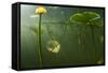 Yellow Water Lilies (Nuphar Lutea) Viewed from Underwater, Lake Skadar, Lake Skadar Np, Montenegro-Radisics-Framed Stretched Canvas