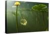 Yellow Water Lilies (Nuphar Lutea) Viewed from Underwater, Lake Skadar, Lake Skadar Np, Montenegro-Radisics-Stretched Canvas