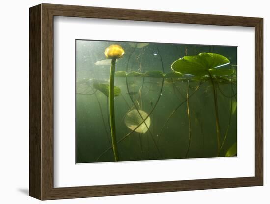 Yellow Water Lilies (Nuphar Lutea) Viewed from Underwater, Lake Skadar, Lake Skadar Np, Montenegro-Radisics-Framed Photographic Print