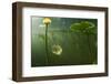 Yellow Water Lilies (Nuphar Lutea) Viewed from Underwater, Lake Skadar, Lake Skadar Np, Montenegro-Radisics-Framed Photographic Print