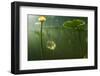 Yellow Water Lilies (Nuphar Lutea) Viewed from Underwater, Lake Skadar, Lake Skadar Np, Montenegro-Radisics-Framed Photographic Print