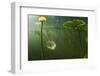 Yellow Water Lilies (Nuphar Lutea) Viewed from Underwater, Lake Skadar, Lake Skadar Np, Montenegro-Radisics-Framed Photographic Print