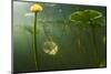 Yellow Water Lilies (Nuphar Lutea) Viewed from Underwater, Lake Skadar, Lake Skadar Np, Montenegro-Radisics-Mounted Photographic Print