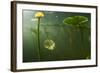 Yellow Water Lilies (Nuphar Lutea) Viewed from Underwater, Lake Skadar, Lake Skadar Np, Montenegro-Radisics-Framed Photographic Print