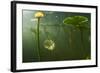 Yellow Water Lilies (Nuphar Lutea) Viewed from Underwater, Lake Skadar, Lake Skadar Np, Montenegro-Radisics-Framed Photographic Print